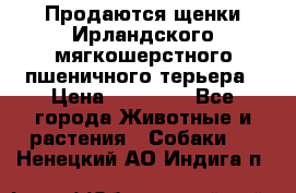 Продаются щенки Ирландского мягкошерстного пшеничного терьера › Цена ­ 30 000 - Все города Животные и растения » Собаки   . Ненецкий АО,Индига п.